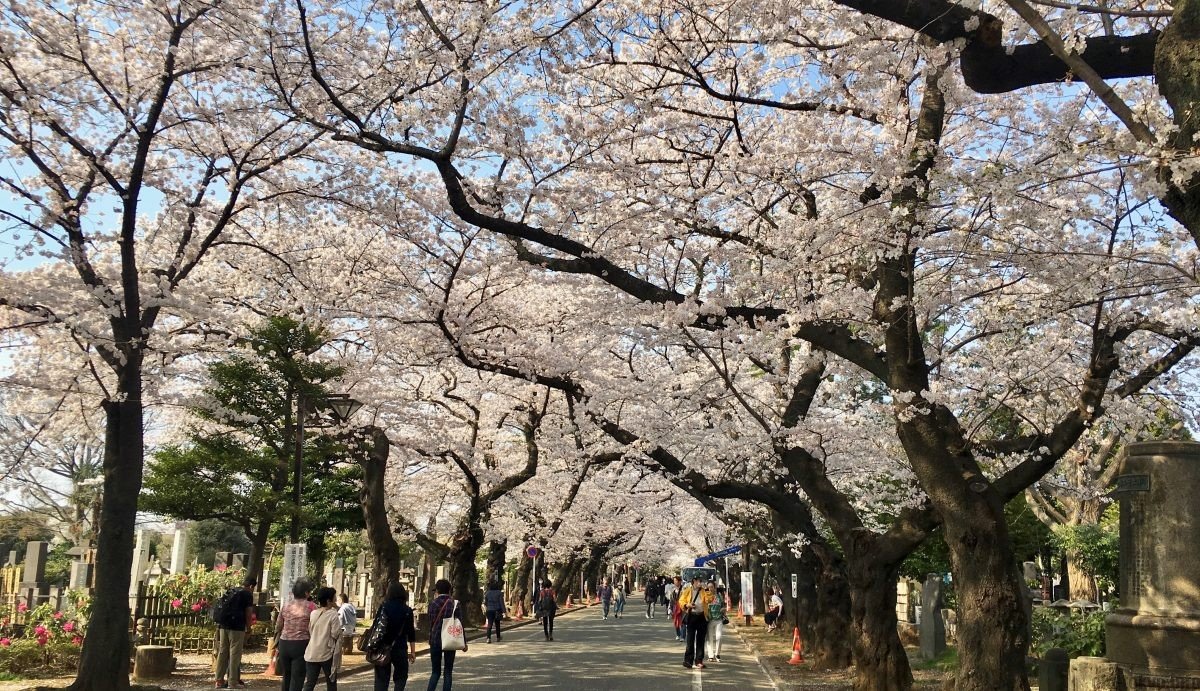 🌳 야나카 공원묘지(야나카 레이엔) 이미지 8